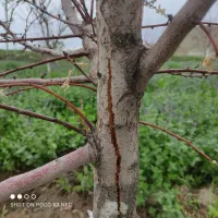 هرس فرم دهی و باردهی درختان میوه توسط استاد هرس|خدمات باغبانی و درختکاری|تبریز, |دیوار