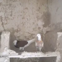 کفتر کبوتر پرشی