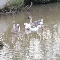 قو غاز
