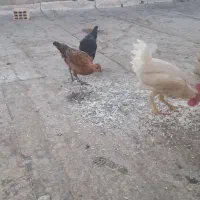 مرغ و خروس