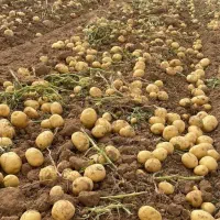 فروش انواع سبزی