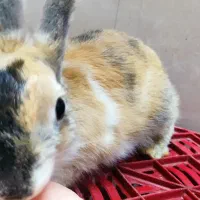 خرگوش مینی لوپ|موش و خرگوش|شیراز, کوشک میدان|دیوار