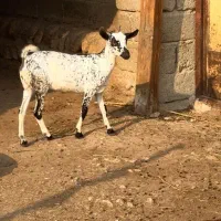 نابی بزغا|حیوانات مزرعه|سمنان, |دیوار