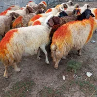 گوسفند آبستن|حیوانات مزرعه|مهران (ایلام), |دیوار