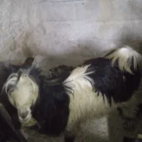 نر‌بز‌داشتی‌‌گله‌داری|حیوانات مزرعه|اردل, |دیوار