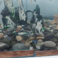 آکواریوم+پمپ+سنگ|ماهی|اراک, |دیوار