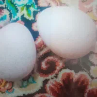 تخم‌ بوقلمون