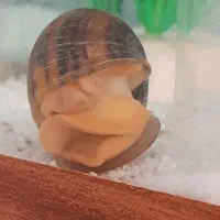 حلزون|خزنده|مشهد, تبادکان|دیوار