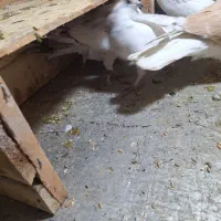 کفتر پرشی|پرنده|مشکین‌دشت, |دیوار