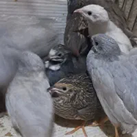 جوجه ایام سمانی بلدرچین مینیاتوری تخم نطفه دار|حیوانات مزرعه|یزد, |دیوار