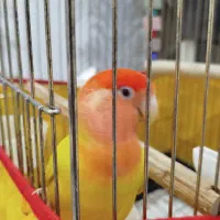 طوطی برزیلی....کوتوله