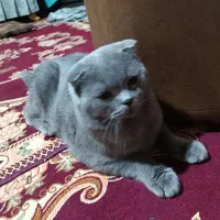 شیدو پسر سخنگو وشیرین من.