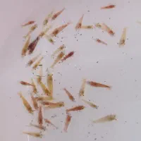 ماهی اکواریوم میگو شریمپ لابستر تصفیه سوبو