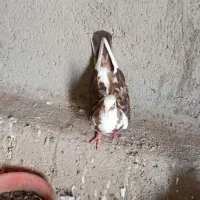 اسباب بازی