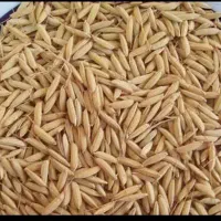 شلتوک چلطوک