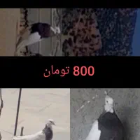 کبوتر طوقی پاک