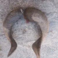 شاخ دکوراسیون جلوی چشم|کلکسیون اشیاء عتیقه|اهواز, پردیس|دیوار