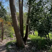 ویلا باغ بزرگ دنج با هیزم و آتش|اجارهٔ کوتاه‌مدت ویلا و باغ|رشت, ترمینال|دیوار