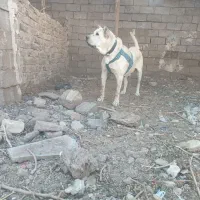 سگ ماده سرابی توله کشی|سگ|تربت‌حیدریه, بهزیستی|دیوار