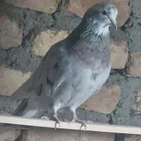 یک جفت سرور هفت رنگ|پرنده|خاوران, |دیوار