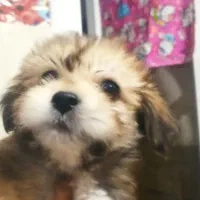 عروسکی هاپویی ناناز|سگ|مشهد, الهیه|دیوار