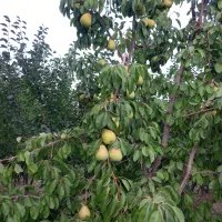 گلابی خوشمزه وشیرین