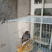 مینای سخنگو کام سیاه