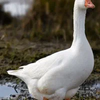 غاز