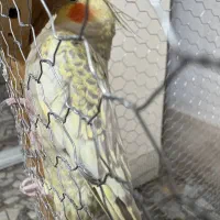 عروس هلندی