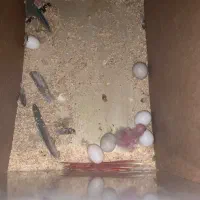 گرینچیک جفت با جوجه و تازه دانه خور و دستی|پرنده|مشهد, خرمشهر|دیوار