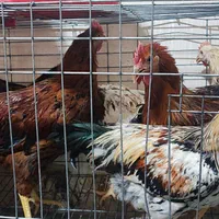 مرغ و خروس|حیوانات مزرعه|یزد, |دیوار