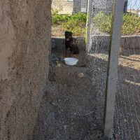 سگ روتوایلر