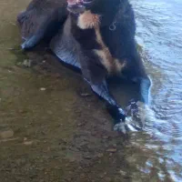 سگ نر افغان|سگ|ورامین, ورامین|دیوار