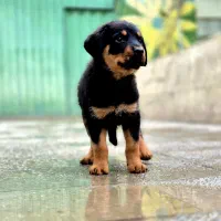 توله روتوایلر وارداتی ممتاز