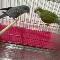 فروش فوری جفت راهب کار داده