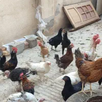 مرغ تخم گذار جوجه تخم مرغ نطفه دار|حیوانات مزرعه|رباطکریم, رباطکریم|دیوار