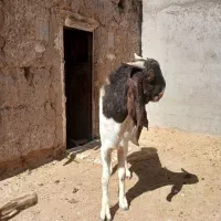 نر بزیک ساله