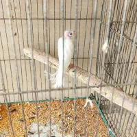 قناری ماده|پرنده|اردکان, |دیوار
