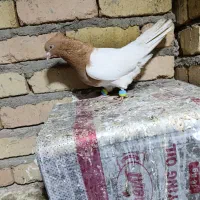 کبوتر پرنده|پرنده|بروجرد, |دیوار