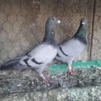 کبوترپلاکی|پرنده|گنبد کاووس, |دیوار