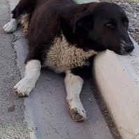 سگ پا کوتاه