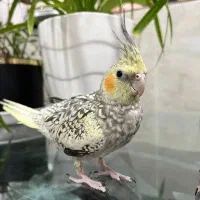 عروس هلندی (گل باقالی)|پرنده|بافق, |دیوار