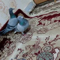 سبز دم سفید گم شده