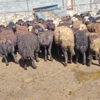 میش وبره افشاری