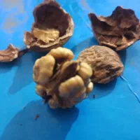 گردو|خوردنی و آشامیدنی|یاسوج, |دیوار