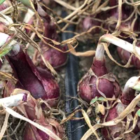 فروش ۱۲ هکتار زمین کشاورزی منوجان چاهشاهی|فروش دفتر صنعتی، کشاورزی، تجاری|کهنوج, |دیوار