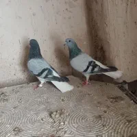 دم سفید|پرنده|شیراز, شهرک صنعتی شیراز|دیوار