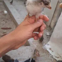 جوجه مرغ ۲۰ روزه نژاد گلپایگانی
