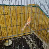 قناری|پرنده|جیرفت, |دیوار