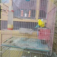 مرغ عشق ویه جفت عروس هلندی مولد|پرنده|نورآباد, |دیوار